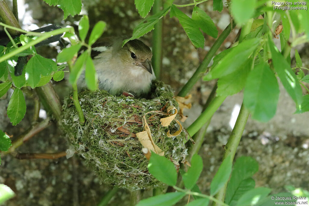 Common Chaffinch female adult, Reproduction-nesting