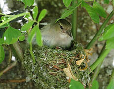 Eurasian Chaffinch