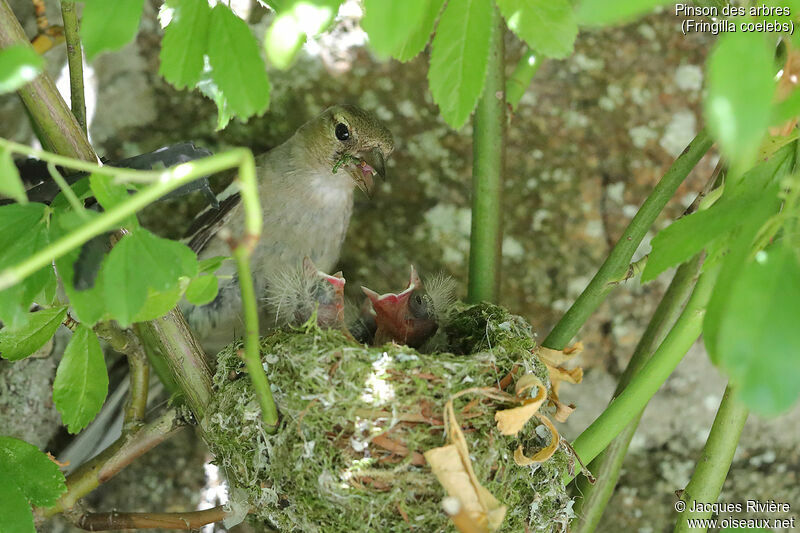 Common Chaffinch female adult, Reproduction-nesting
