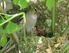 Common Chaffinch