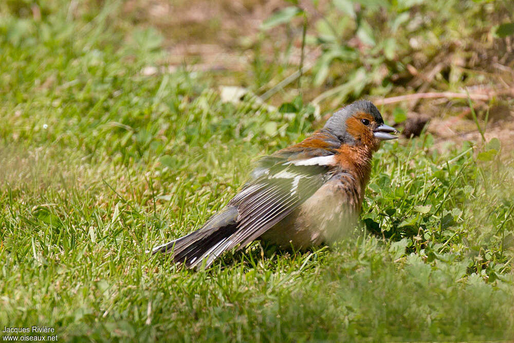 Eurasian Chaffinch male adult breeding, care, Behaviour