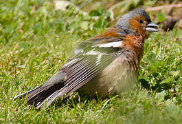 Eurasian Chaffinch