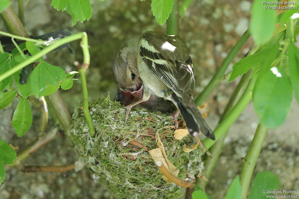 Pinson des arbres femelle adulte, Nidification