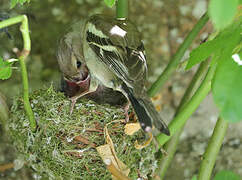 Eurasian Chaffinch