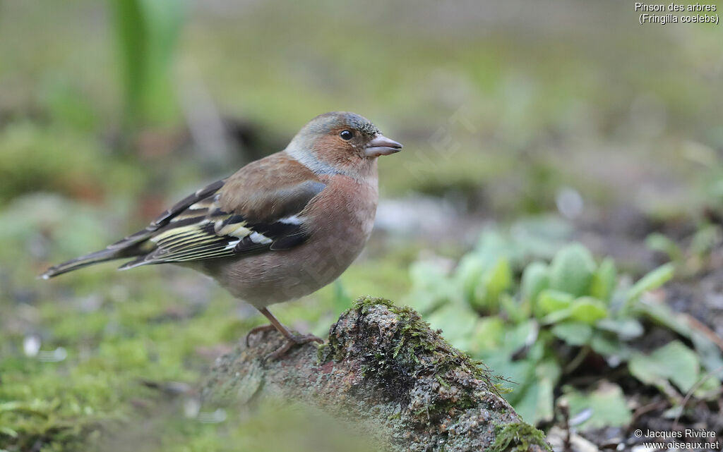 Common Chaffinch male adult post breeding, identification