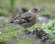 Common Chaffinch