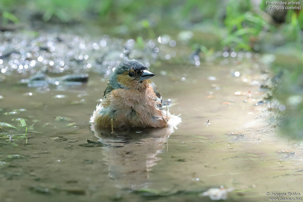 Eurasian Chaffinch male adult breeding, identification