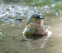 Eurasian Chaffinch