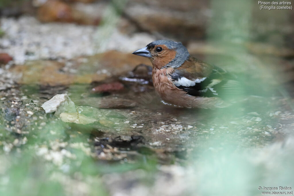 Pinson des arbresadulte nuptial, identification