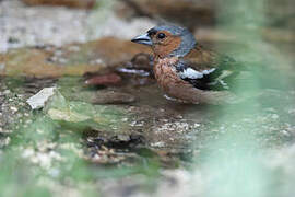 Common Chaffinch