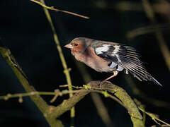 Eurasian Chaffinch