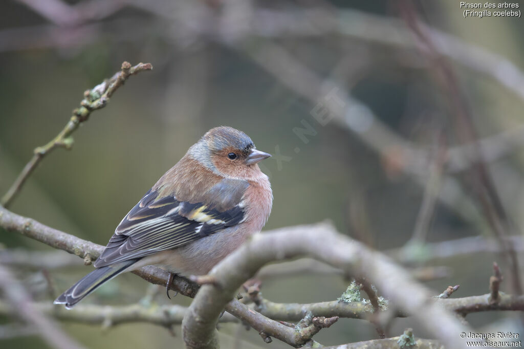 Eurasian Chaffinch male adult transition, identification