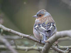 Eurasian Chaffinch