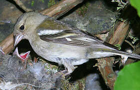 Eurasian Chaffinch