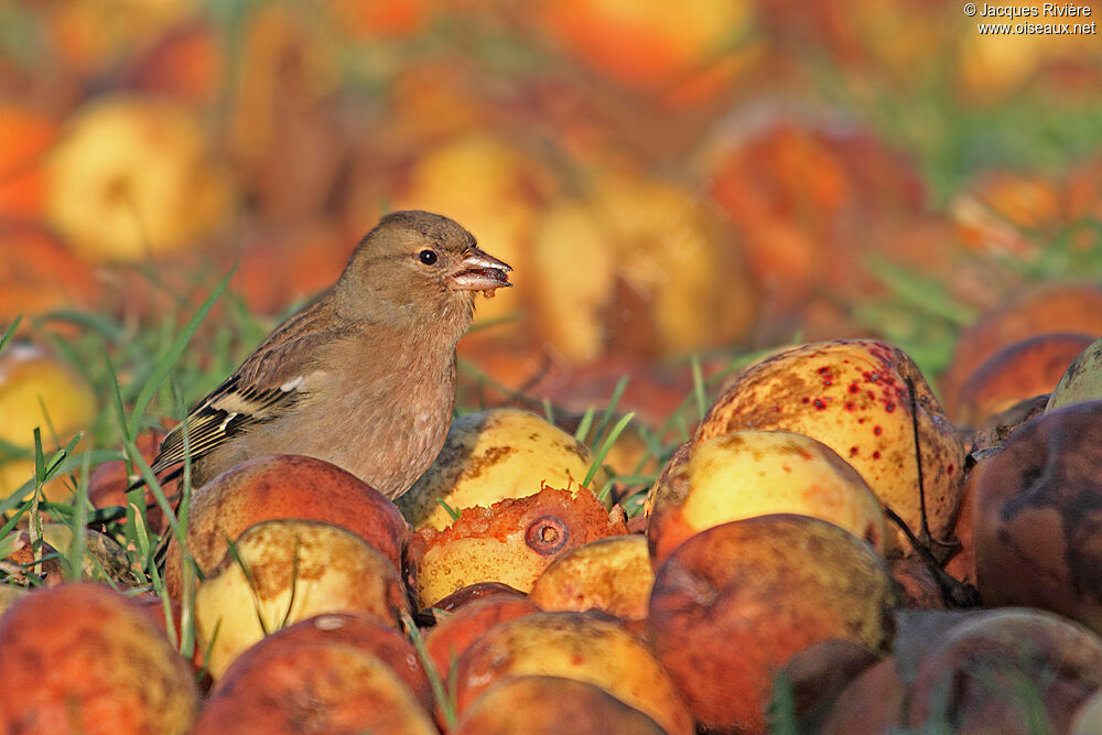 Eurasian Chaffinch female adult post breeding