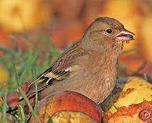 Common Chaffinch