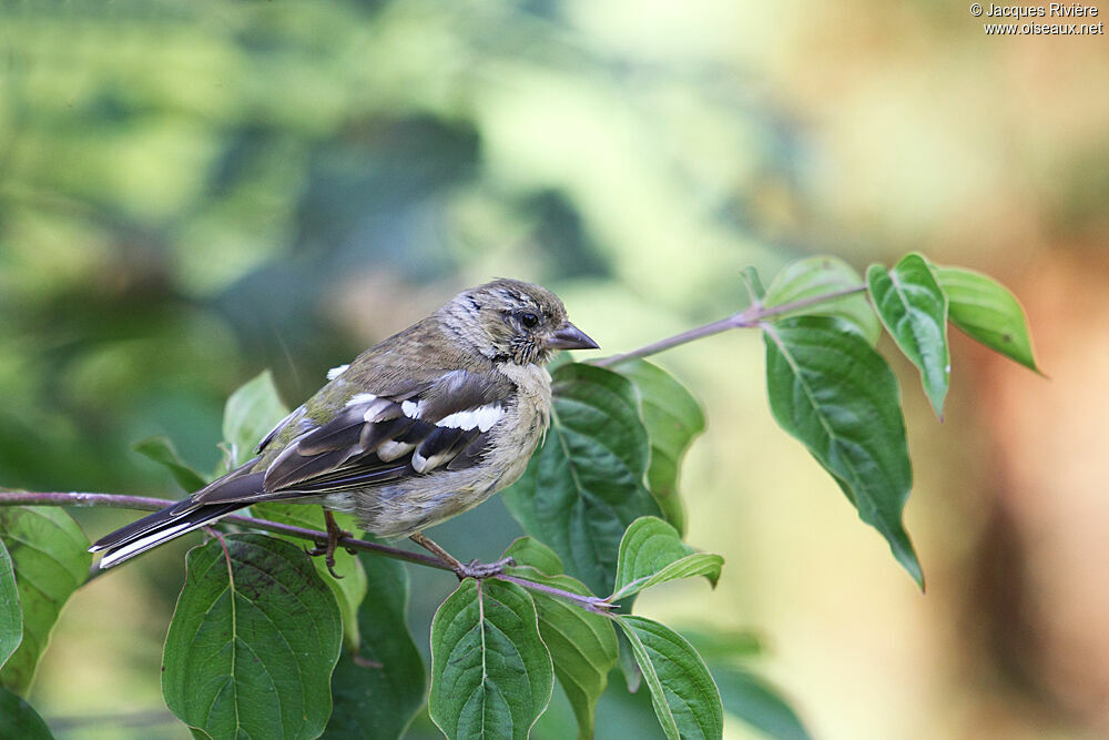 Eurasian Chaffinch female adult post breeding