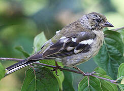 Eurasian Chaffinch