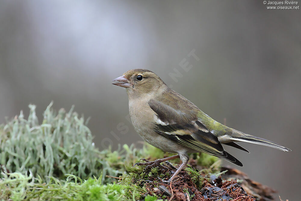 Common Chaffinch female adult breeding