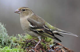 Common Chaffinch