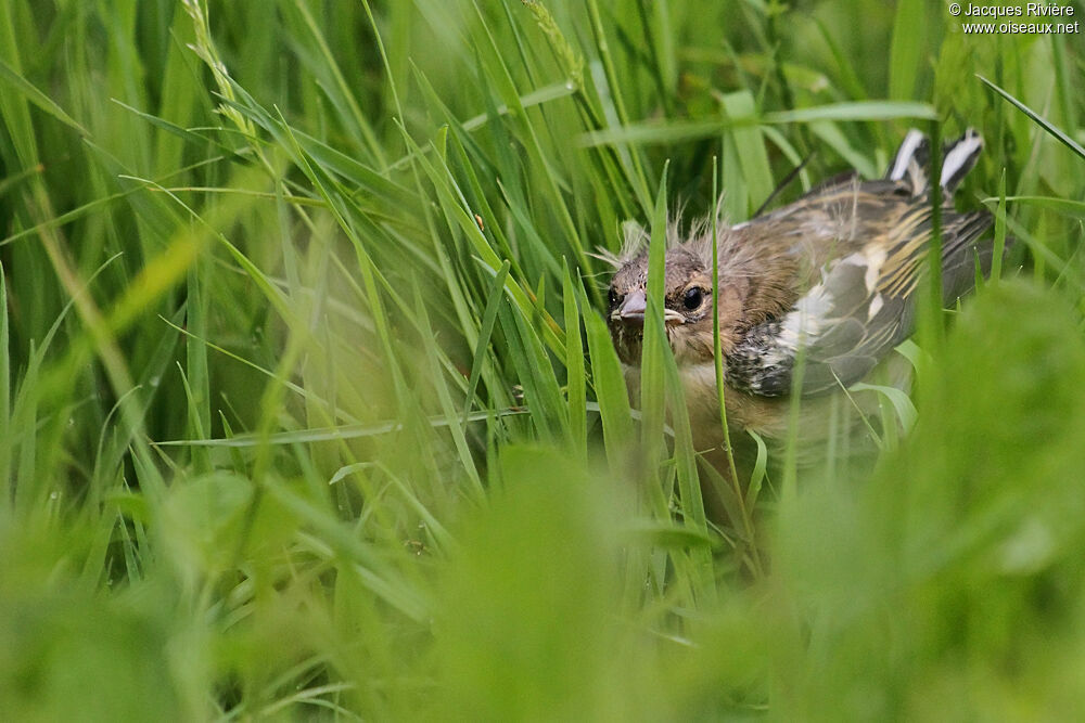 Eurasian Chaffinchjuvenile