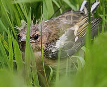 Common Chaffinch