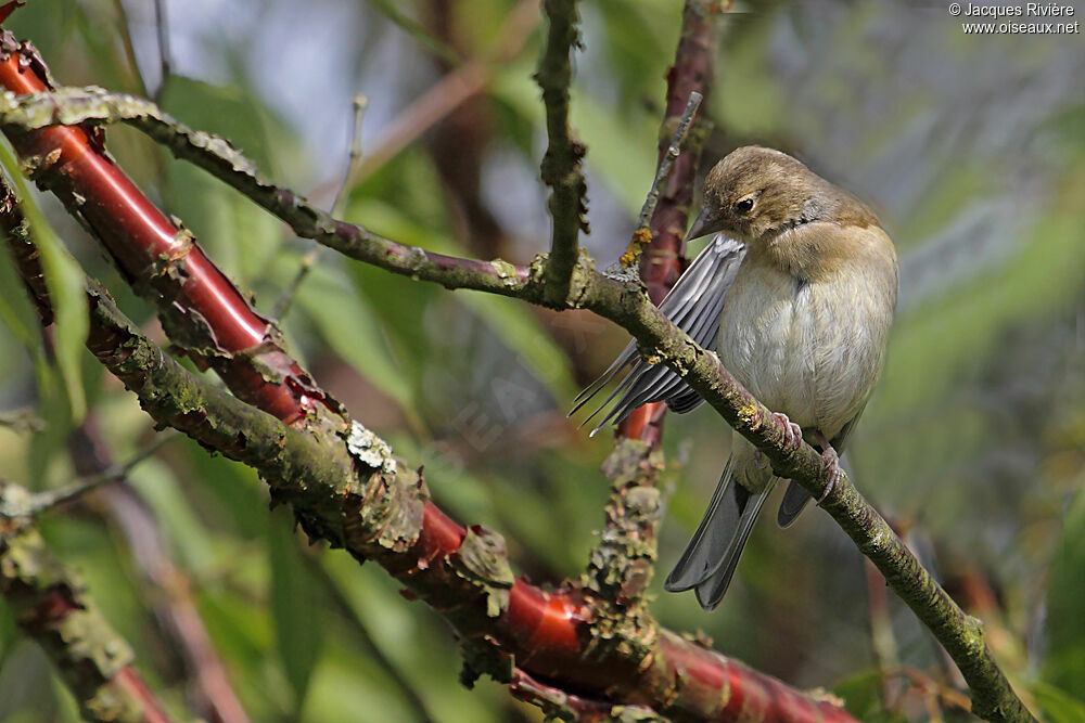 Eurasian Chaffinchimmature