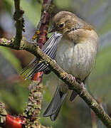 Eurasian Chaffinch