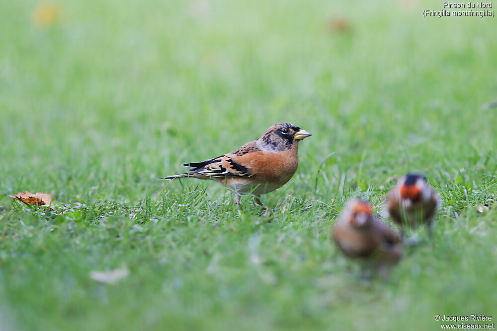 Brambling male adult transition, identification