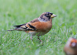 Brambling