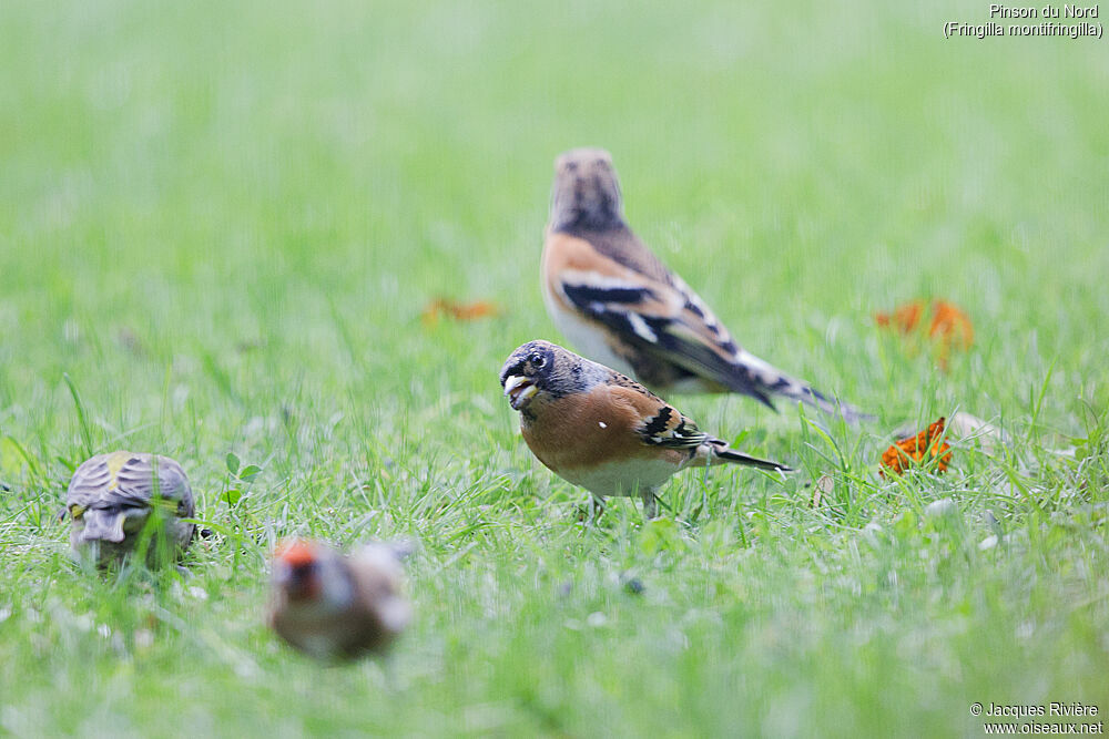 Brambling male adult transition, identification