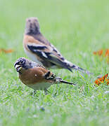 Brambling