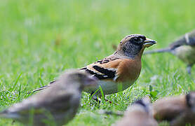 Brambling