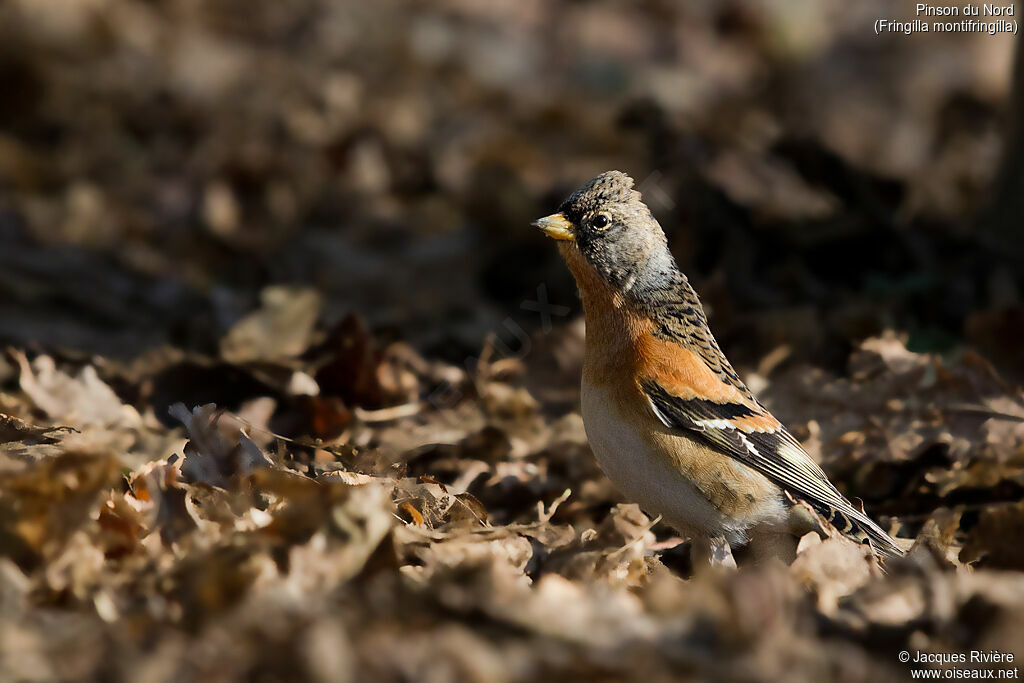 Brambling male adult transition