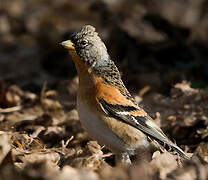 Brambling