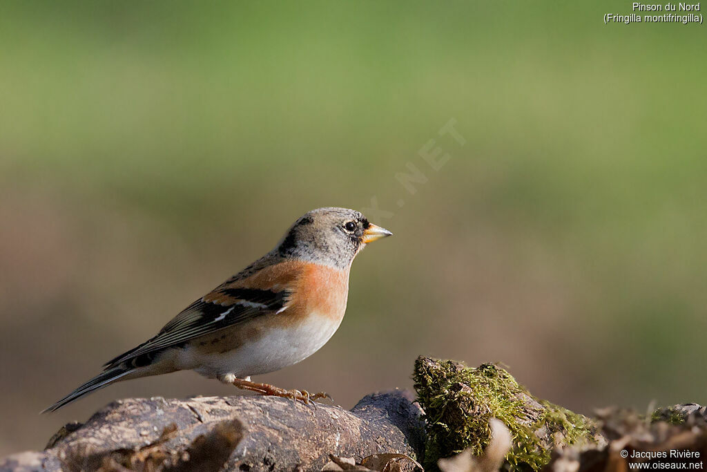 Brambling male adult transition, identification