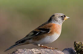 Brambling