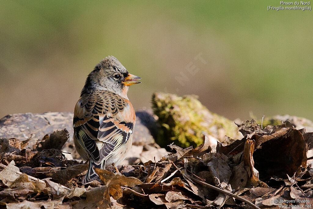 Pinson du Nord mâle adulte transition, identification, mange