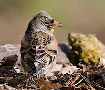 Brambling