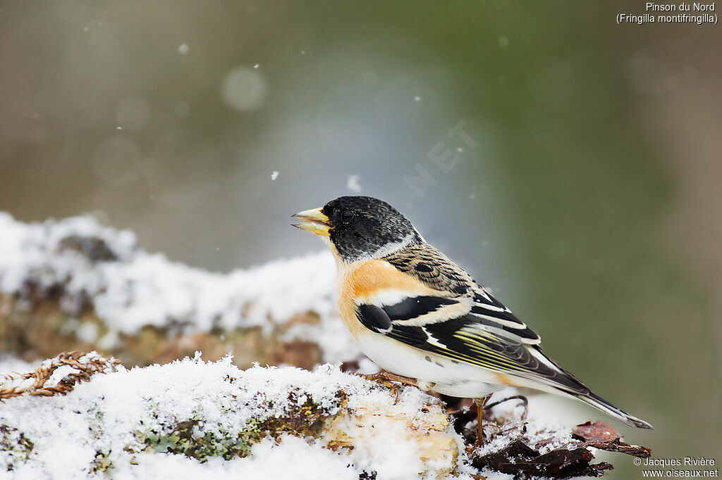 Brambling male adult breeding, identification