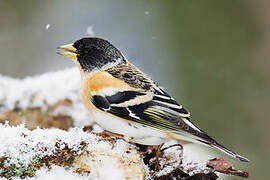 Brambling