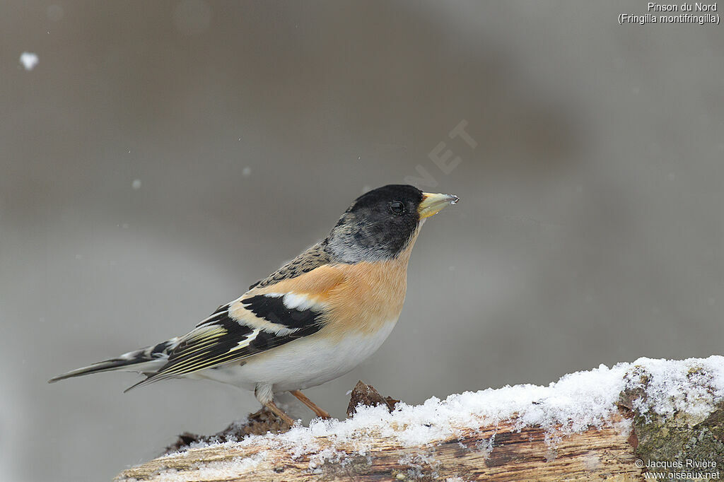 Brambling male adult breeding, identification