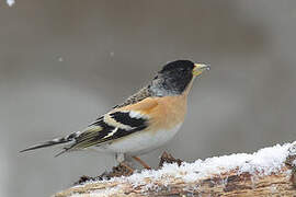 Brambling