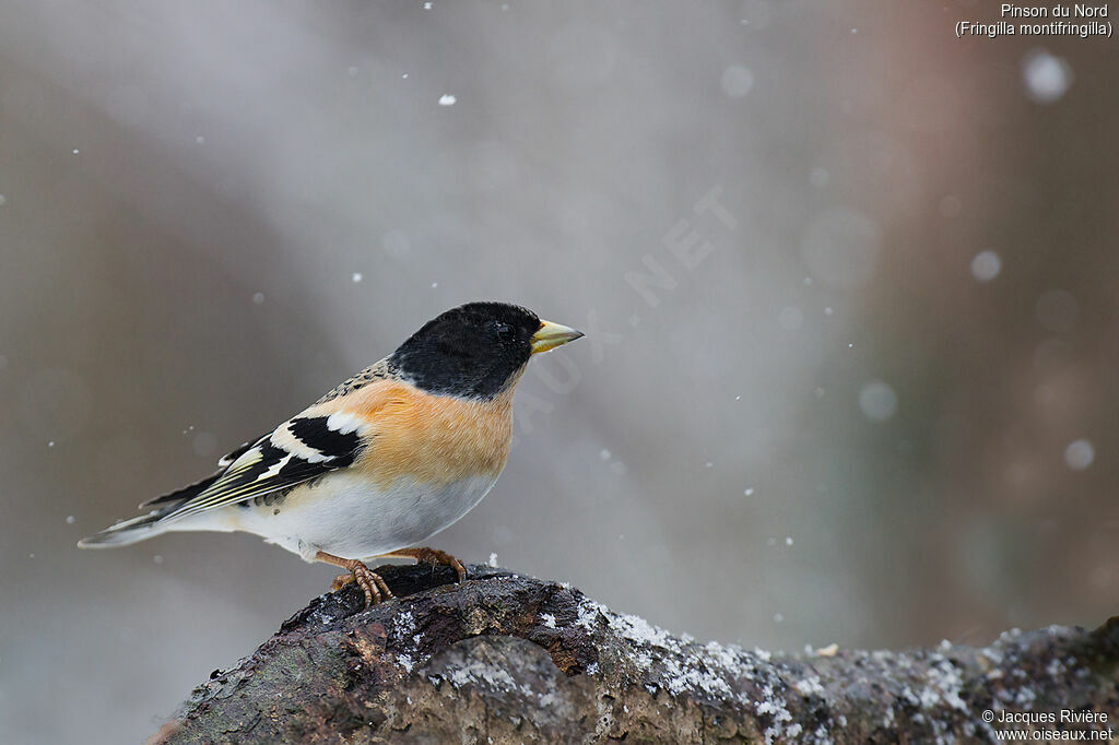 Brambling male adult breeding, identification