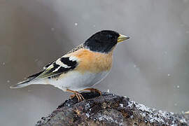 Brambling