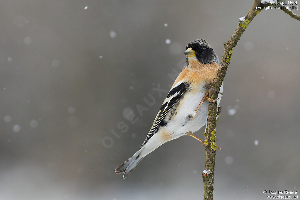 Brambling male adult transition