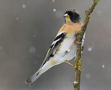 Brambling