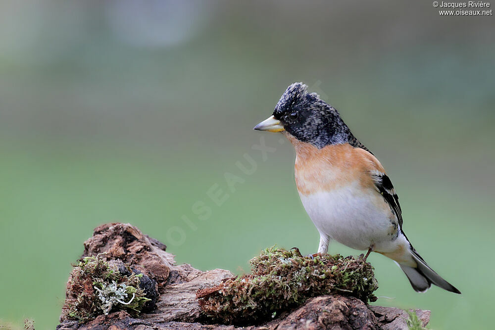 Brambling male adult breeding