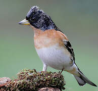 Brambling