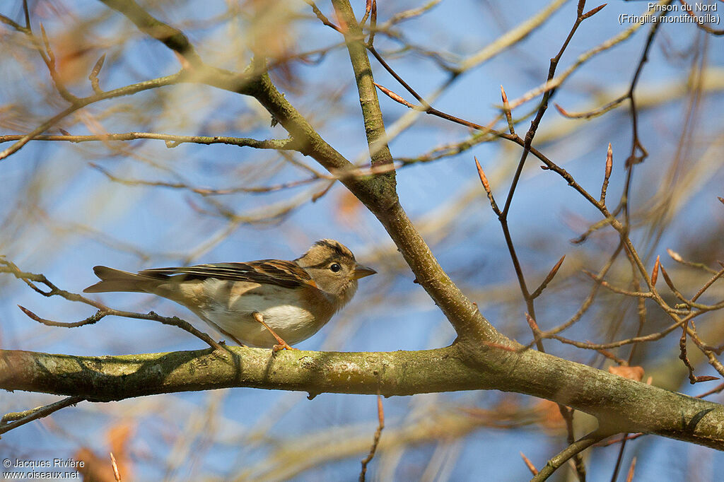 Brambling female adult post breeding, identification